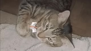 Oliver the Cat and His "Prey"