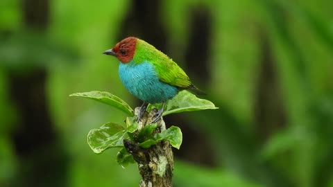 Beautiful Birds in Nature - Life of Birds in their natural Habitat