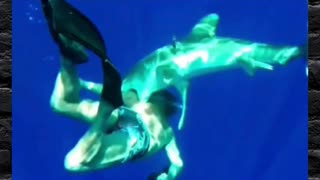 Shark Helps Diver