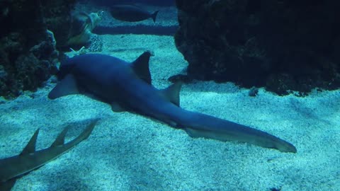 Ocean Aquarium Sharks Fish Monaco Medusa Museum