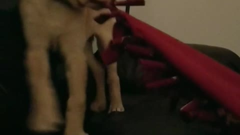 Golden retriever pulls red blanket black couch