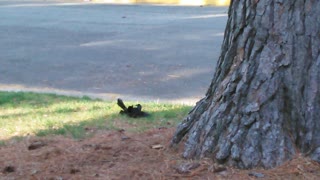 Two Black Birds Fighting And It's On Blast