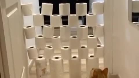 CAT IS JUMPING OVER TISSUE PAPER WALL