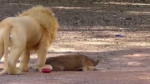 funny dog ​​prank with lion and tiger doll