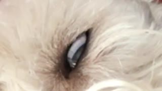 Zooming in on white dog eye rolled back
