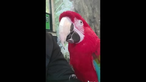 The parrot is dancing. very funny