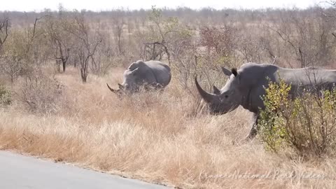 Rhino Traffic Jam Kruger National Park Biggest Roadblock Ever