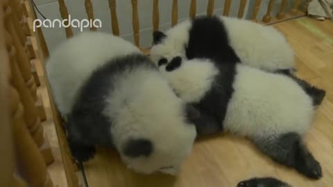 Panda's brave cradle escape