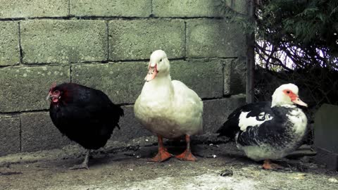 Always the little cock, two little ducks