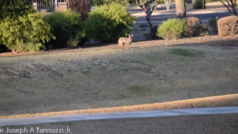 Playful Coyotes