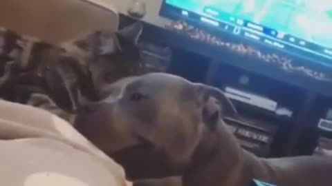 Todo o amor de um gato por um cachorro!