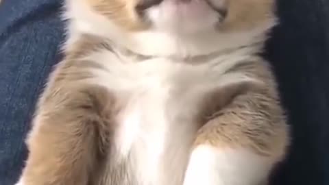 Super Cute Dog! Cute and Funny Dog Video 2022