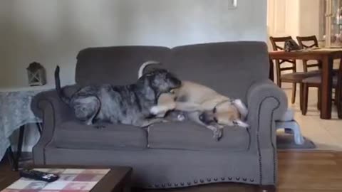 The two dogs are very close, sleeping and playing together