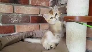 Small Kitten Playing with Small Bell