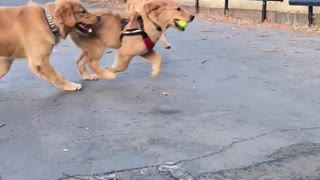 SlowMo Golden Retriever Puppy Crash