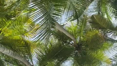 Palm leaves on a hot day