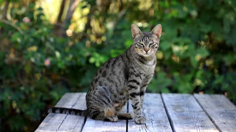 Dangerous Cat||Tiger Cat||Nature Of Beauty