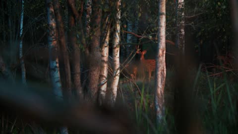 Sika deer stands in the woodland