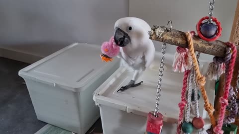 Cockatoo Expresses Its Displeasure with Little Toy Chicken's Rattle