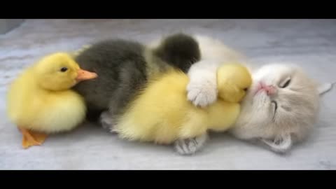 Kitten mio and ducklings sleep sweetly together 😍😍😍