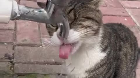 News Break: Thirsty Cat