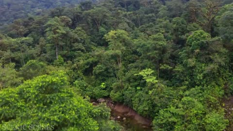 Amazon 4K _ The World's Largest Tropical Rainforest part 2 l Jungle sounds l Scenis Relaxation Film