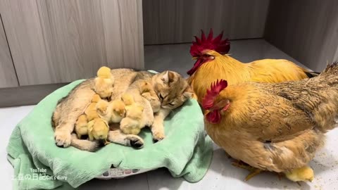 The rooster and the hen were stunned on the spot! The gentle kitten takes good care of the chicks🐥