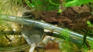 Bichir fish eating a nightcrawler haha