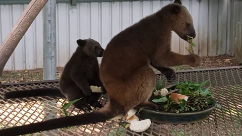 A young Joey a mother tree kangaroo