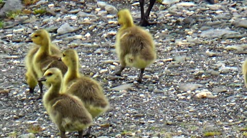 Canada Geese Family