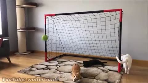 Goalkeeper Cat Training for 2022 FIFA WORLD CUP !! Epic Saves in Slow Motion!!