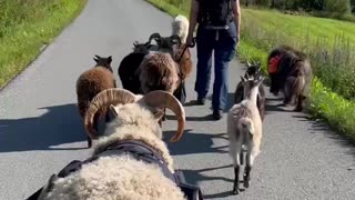 Walkies with our sheep, goat and dogs