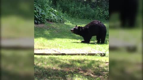 Pedals bipedal bear sighting