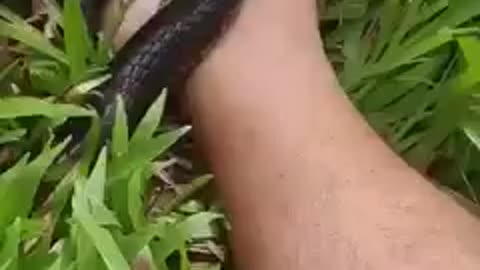 Snake 🐍🐍 attack