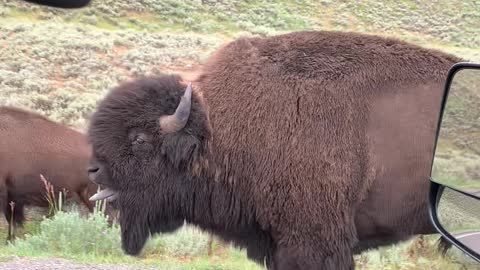 Yellowstone Bison Bellows