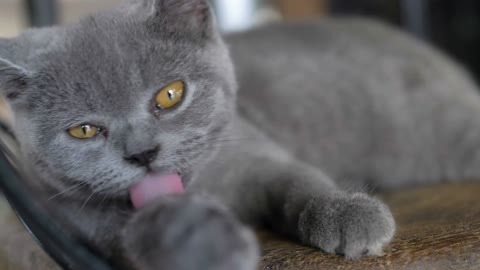 British cat lying on the floor and licking it's self for clean