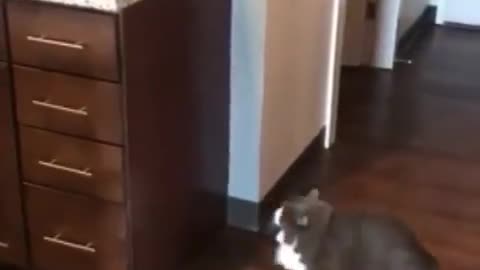 Epic Cat Fail