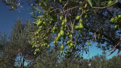 How Farmers Harvest Thousands Tons of Fruits - Guava,Grape,Aloe vera,Olive - Fruit Harvesting 2023