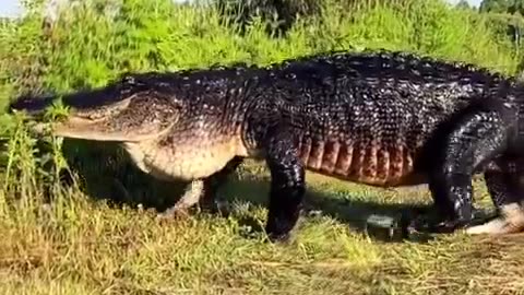 Non an Alligator, it's a freaking Dinosaur🤯