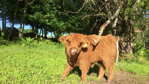 Scottish Highland Cattle In Finland Fluffy calves and tree branch