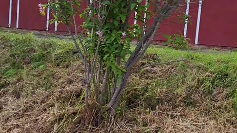 Homer Alaska and the Lilacs in bloom on July 12th, 2023