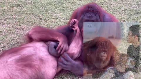 Sweet couple orangutan😍😍😍