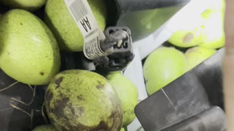 Squirrel Fills Car Hood With Walnut Stash