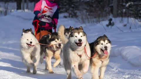 Top 5 Facts About Owning Siberian Husky