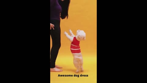 Awesome Funniest Dog Dress video