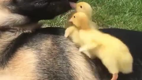 A German Shepherd gets all tender with ducklings