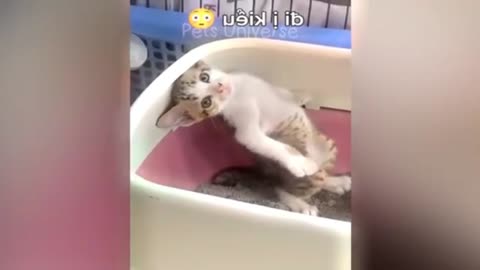 Cats and pets very funny viral video 😄 🤣