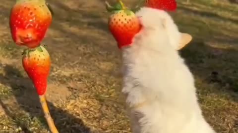cute rabbit eating strawberry .A beautiful moment...