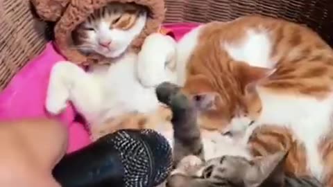 Funny & Cute Cats