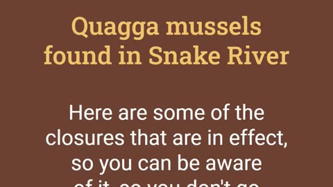 Quagga mussels found in Snake River